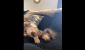 頭をクッションやソファにゴシゴシこすりつける子犬。身を起こすと・・・、毛が爆発して、ライオンのような頭になっていました!!