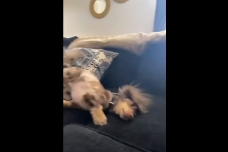 頭をクッションやソファにゴシゴシこすりつける子犬。身を起こすと・・・、毛が爆発して、ライオンのような頭になっていました！！