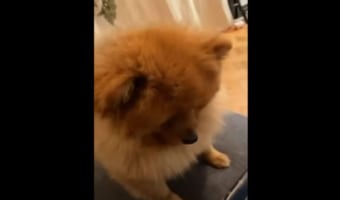 猫が捕まえようとしていたのは、テレビに映る鳥!捕まえられないこの鳥に夢中になりすぎた結果、滑って激しく落ちちゃった・・・