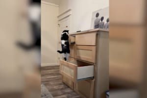 「これは予想外だったニャ」ドレッサーの引き出しで遊ぶ猫。次の引き出しも上手に開けていきますが・・・この直後、窮地に立たされたのです！！