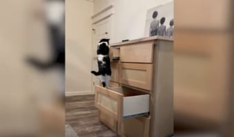 「これは予想外だったニャ」ドレッサーの引き出しで遊ぶ猫。次の引き出しも上手に開けていきますが・・・この直後、窮地に立たされたのです!!