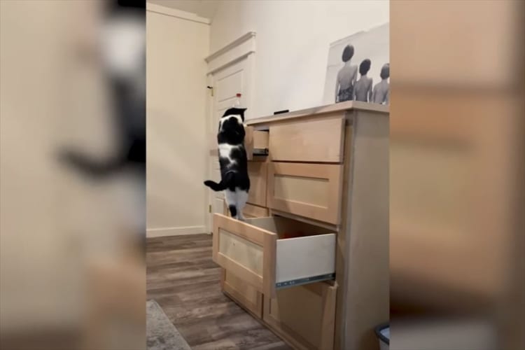 「これは予想外だったニャ」ドレッサーの引き出しで遊ぶ猫。次の引き出しも上手に開けていきますが・・・この直後、窮地に立たされたのです！！