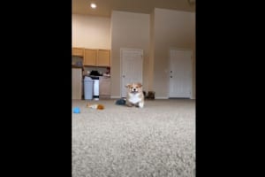 ダッシュで向かってくるコーギーの子犬。飼い主さんの声にすぐ反応する姿がかわいすぎる！！