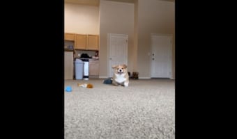 ダッシュで向かってくるコーギーの子犬。飼い主さんの声にすぐ反応する姿がかわいすぎる!!