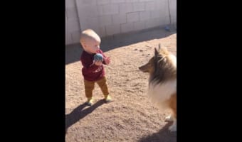 赤ちゃんのペースに合わせて遊ぶやさしい愛犬にほっこり。その後、もう一匹の愛犬が現われ･･･