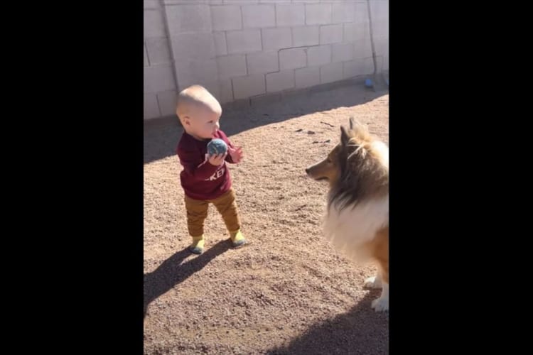 赤ちゃんのペースに合わせて遊ぶやさしい愛犬にほっこり。その後、もう一匹の愛犬が現われ･･･