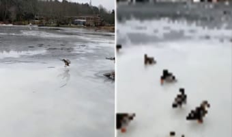 湖に鴨が着水・・・と思いきや。スケート場のようにすっかり凍っていたので、鴨はカーリングのストーンのようにスーーっと滑っていきました