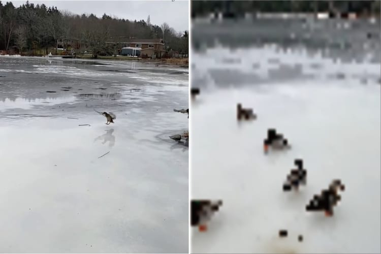 湖に鴨が着水・・・と思いきや。スケート場のようにすっかり凍っていたので、鴨はカーリングのストーンのようにスーーっと滑っていきました