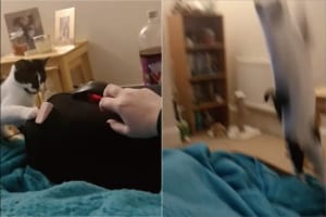 飼い主さんが放ったオモチャを空中キャッチしたい子猫。挑戦するたびに、見事なジャンプを披露してくれました！！