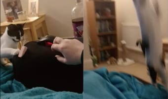 飼い主さんが放ったオモチャを空中キャッチしたい子猫。挑戦するたびに、見事なジャンプを披露してくれました！！