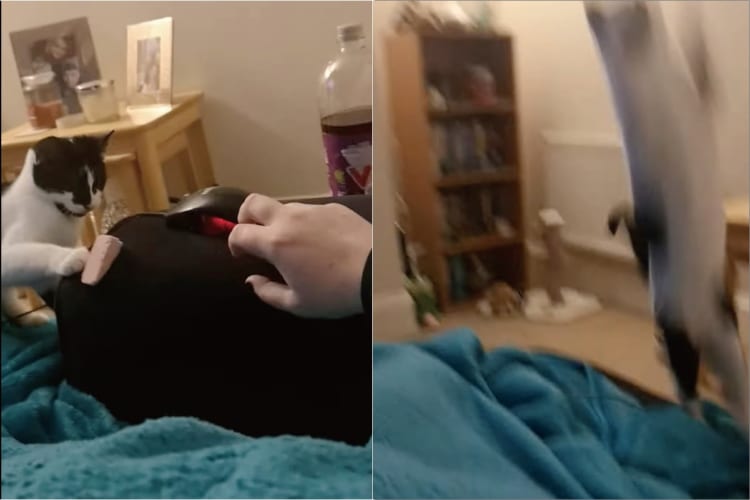 飼い主さんが放ったオモチャを空中キャッチしたい子猫。挑戦するたびに、見事なジャンプを披露してくれました！！