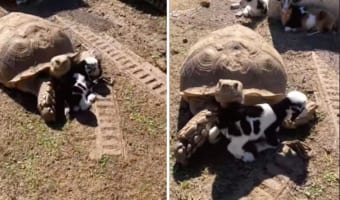 子ヤギの子守りをするのは、なんと体の大きなリクガメ！子ヤギもリクガメの大きな腕に抱っこされて安心しているようです