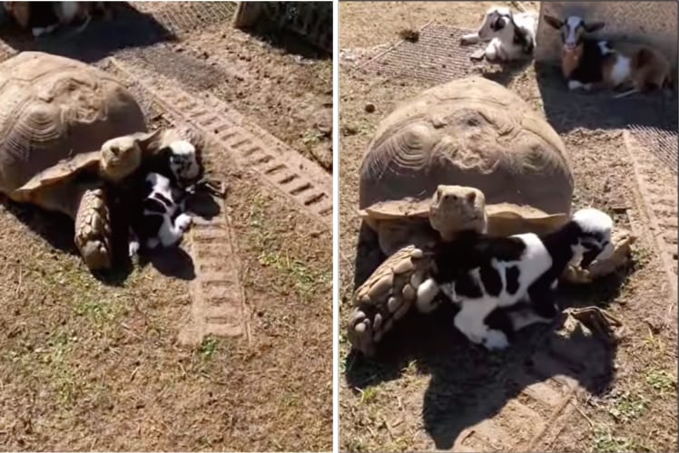 子ヤギの子守りをするのは、なんと体の大きなリクガメ！子ヤギもリクガメの大きな腕に抱っこされて安心しているようです