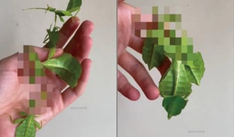 手にした木の葉が蠢いてると思ったら・・・！なんと、これは「コノハムシ」という葉っぱに擬態する昆虫でした！！