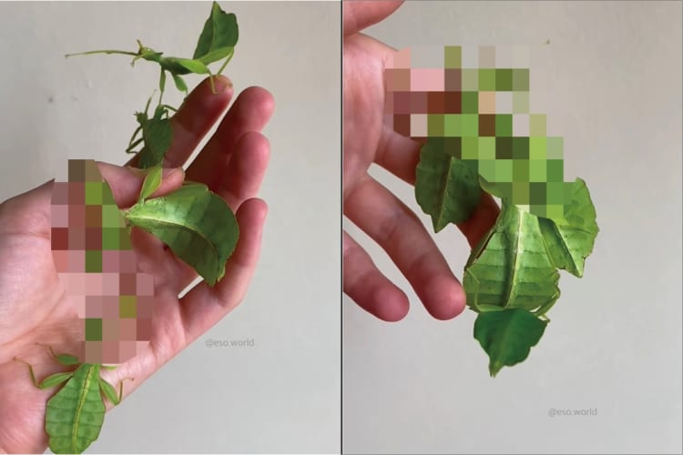 手にした木の葉が蠢いてると思ったら・・・！なんと、これは「コノハムシ」という葉っぱに擬態する昆虫でした！！