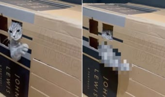 「セールスはお断りニャ!」手作りのダンボールハウスの中に愛猫がいたのでドアを叩いてみたら・・・、まさかすぎる対応をされてしまいました