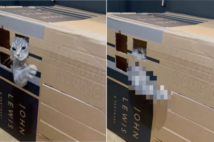 「セールスはお断りニャ！」手作りのダンボールハウスの中に愛猫がいたのでドアを叩いてみたら・・・、まさかすぎる対応をされてしまいました