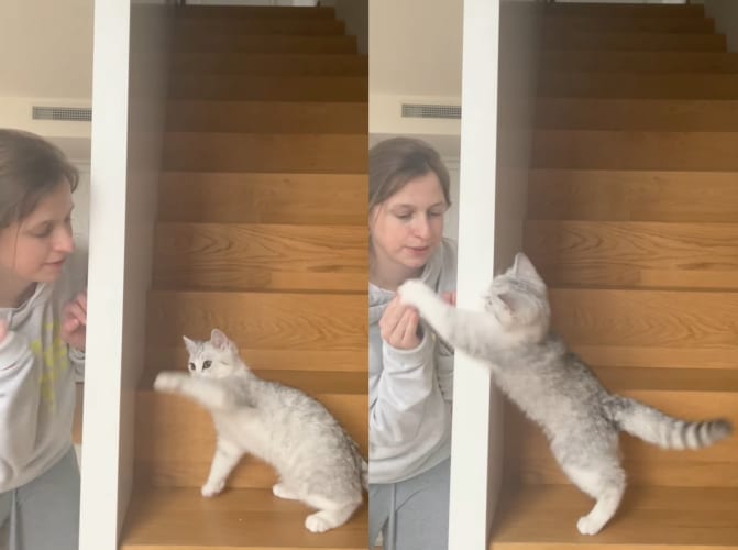 壁越しにいないいないばあをしてもらう子猫。飼い主さんの手や顔に全力で猫パンチ！猫パンチ！！