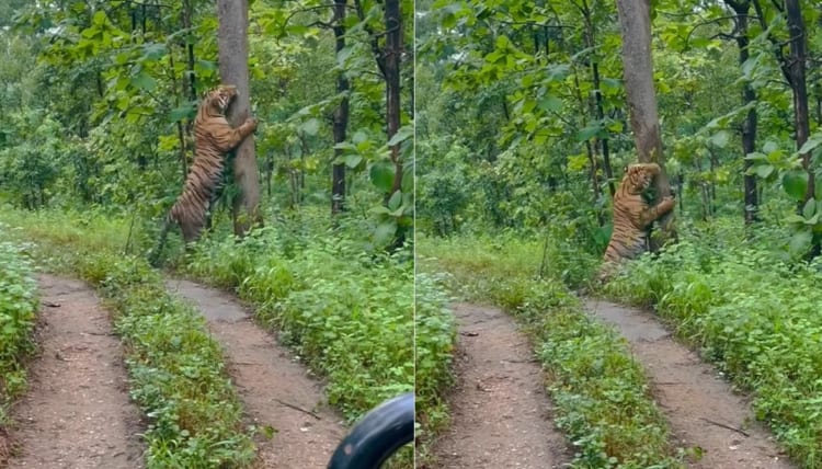 マーキング？それとも爪研ぎ中？道の脇にある巨木に、なんと『巨大な虎』が抱きついていたのです！！