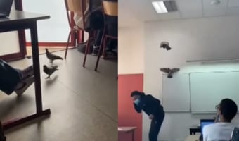 教室にひっそり入ってきた鳩。しかし、扉が閉まったのにビックリしたのかパニックに！！結果、教室全体がてんやわんやしてしまっています