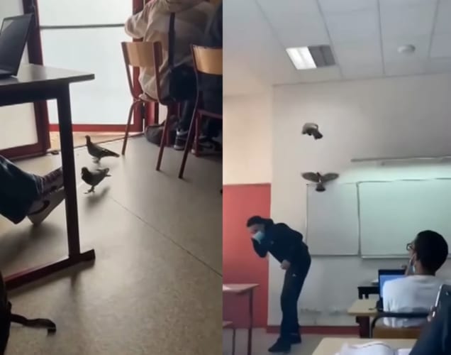 教室にひっそり入ってきた鳩。しかし、扉が閉まったのにビックリしたのかパニックに！！結果、教室全体がてんやわんやしてしまっています