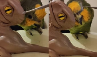彫刻をしている飼い主さんのすぐそばにやってきたインコ。彫刻の恐竜をライバルだと思ったのか、嫉妬心から構ってもらおうとしているようです