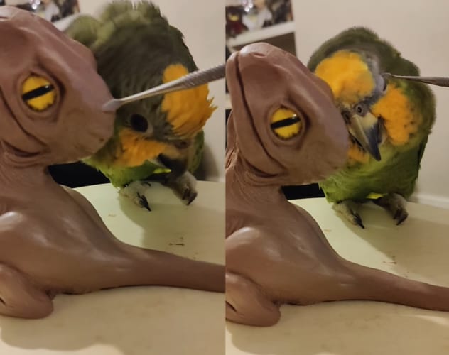 彫刻をしている飼い主さんのすぐそばにやってきたインコ。彫刻の恐竜をライバルだと思ったのか、嫉妬心から構ってもらおうとしているようです