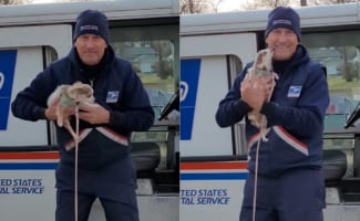 チワワの子犬が夢中になっている人は・・・毎日来てくれる配達員さん！！お家の前に来るとダッシュで駆けつけ、抱っこしてもらうとキスの嵐を降らすのでした