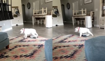 ブルドッグVSロボット掃除機。リビングでの戦いの勝者は・・・ロボット掃除機を抑え込んだブルドッグと着実に進んでいるロボット掃除機、どっちだ!?