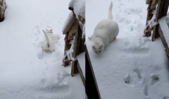 雪へ飛び込むのが初挑戦の猫。お家の外へと飛び出し庭へと駆け出るも・・・、寒すぎて外にいるのは無理だったようです