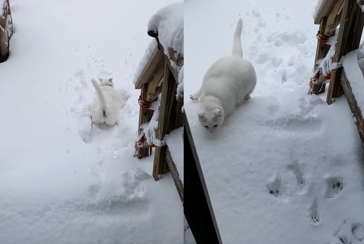 雪へ飛び込むのが初挑戦の猫。お家の外へと飛び出し庭へと駆け出るも・・・、寒すぎて外にいるのは無理だったようです