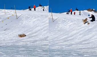 雪の斜面を滑って降りるゴールデンレトリバー。最高に楽しかったのか、「もう一回滑りたいワン」とばかりに、ダッシュで坂を登り戻っていくのでした