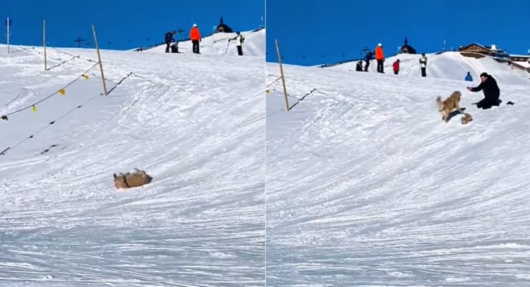 雪の斜面を滑って降りるゴールデンレトリバー。最高に楽しかったのか、「もう一回滑りたいワン」とばかりに、ダッシュで坂を登り戻っていくのでした
