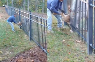 フェンスを飛び越えるのに失敗した鹿が、なんとフェンスの狭い柵にハマってしまいました！男性2人がなんとか救助しようと試みます！！！