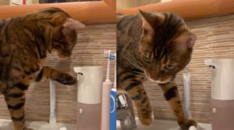 「ニャるほど、こうすれば！」自動ハンドソープディスペンサーの使い方をすっかり把握した猫。ちょっともったいないイタズラを習得したようです