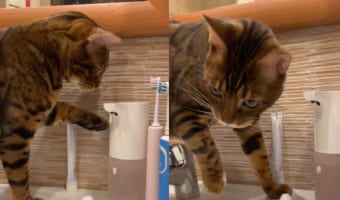 「ニャるほど、こうすれば!」自動ハンドソープディスペンサーの使い方をすっかり把握した猫。ちょっともったいないイタズラを習得したようです