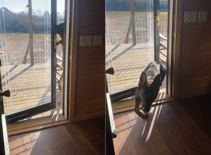 「ただいま〜」外で存分に遊んだのか、帰ってきた子犬。ドアノブをガチャガチャ動かし・・・、自力でお家の中へ入ってきました！！