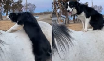 この犬は乗馬してお散歩したい?ヨイショヨイショと白馬の背に乗る犬