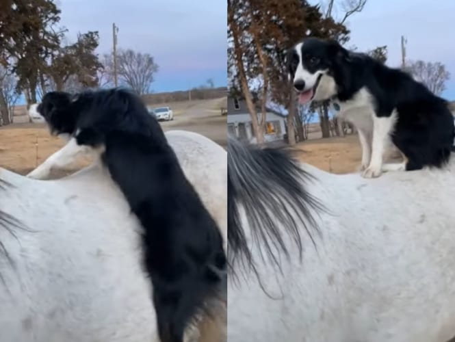 この犬は乗馬してお散歩したい？ヨイショヨイショと白馬の背に乗る犬