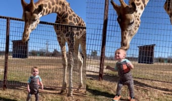 サファリパークでキリンの前に立つ小さな男の子。その姿に興味を持ったのか、キリンがキスの嵐で歓迎してくれました！！