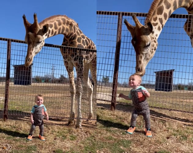 サファリパークでキリンの前に立つ小さな男の子。その姿に興味を持ったのか、キリンがキスの嵐で歓迎してくれました！！