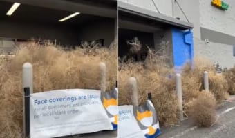 お店の前に枯れ草が山積みに?!じつはこれ、タンブルウィードと呼ばれるどこからともなく転がってくる植物なんです!!