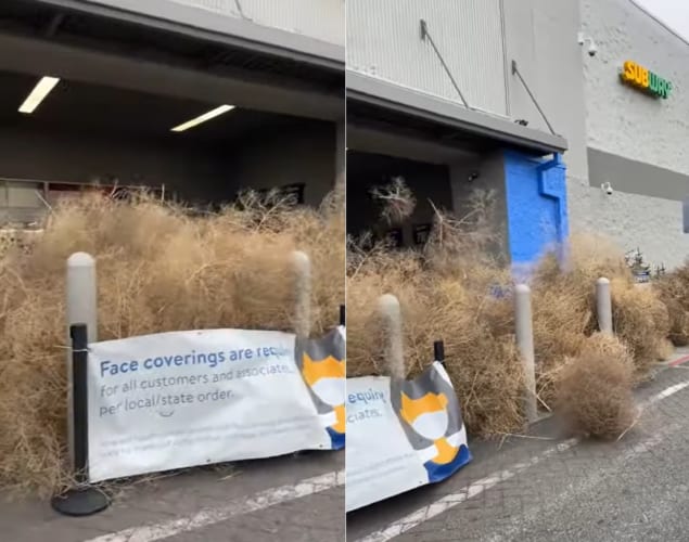 お店の前に枯れ草が山積みに？！じつはこれ、タンブルウィードと呼ばれるどこからともなく転がってくる植物なんです！！