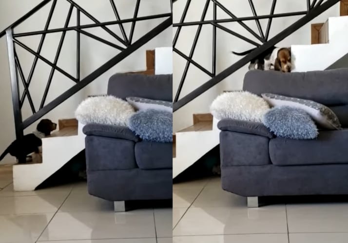 階段を登るバセットハウンドの子犬。機転の利くこの子は、上の階に行きたいのではなくあることをしたくて階段を登っていたのです！！