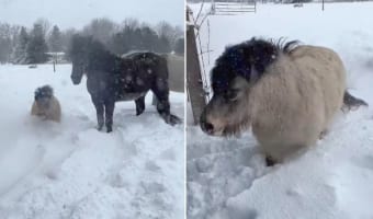 雪に負けないミニチュアホース。たとえ体が半分埋まっていても、雪をかき分け元気にどんどん進んでいきます!!