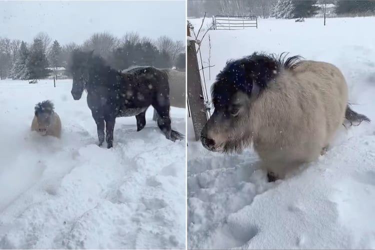 雪に負けないミニチュアホース。たとえ体が半分埋まっていても、雪をかき分け元気にどんどん進んでいきます！！