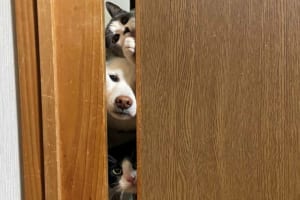 「夕飯が気になって仕方のない」そんな子たちの姿を捉えた1枚の写真に大きな反響が！【Twitterでいいねが20万件超】