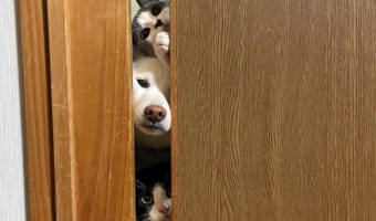 「夕飯が気になって仕方のない」そんな子たちの姿を捉えた1枚の写真に大きな反響が!【Twitterでいいねが20万件超】