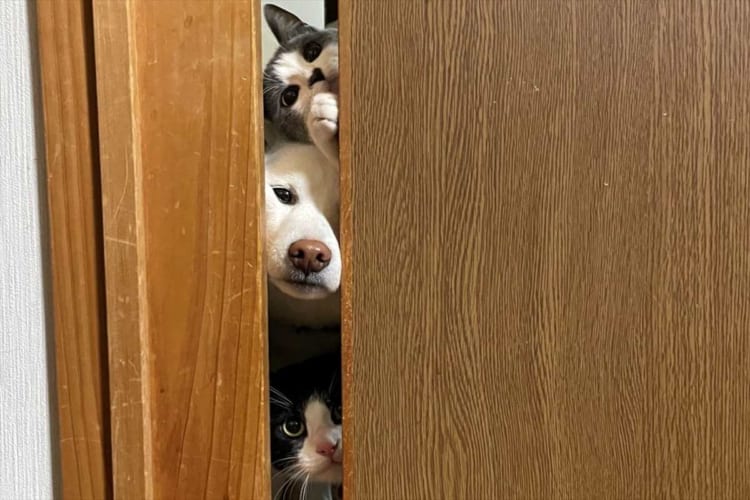 「夕飯が気になって仕方のない」そんな子たちの姿を捉えた1枚の写真に大きな反響が！【Twitterでいいねが20万件超】