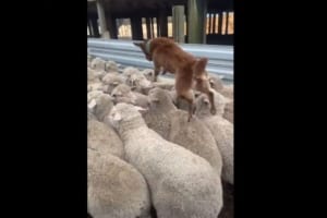 羊の群れを誘導する牧羊犬。その仕事ぶりが、スムーズでカッコいい！